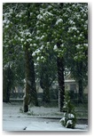 obchody 3 maja 2011
